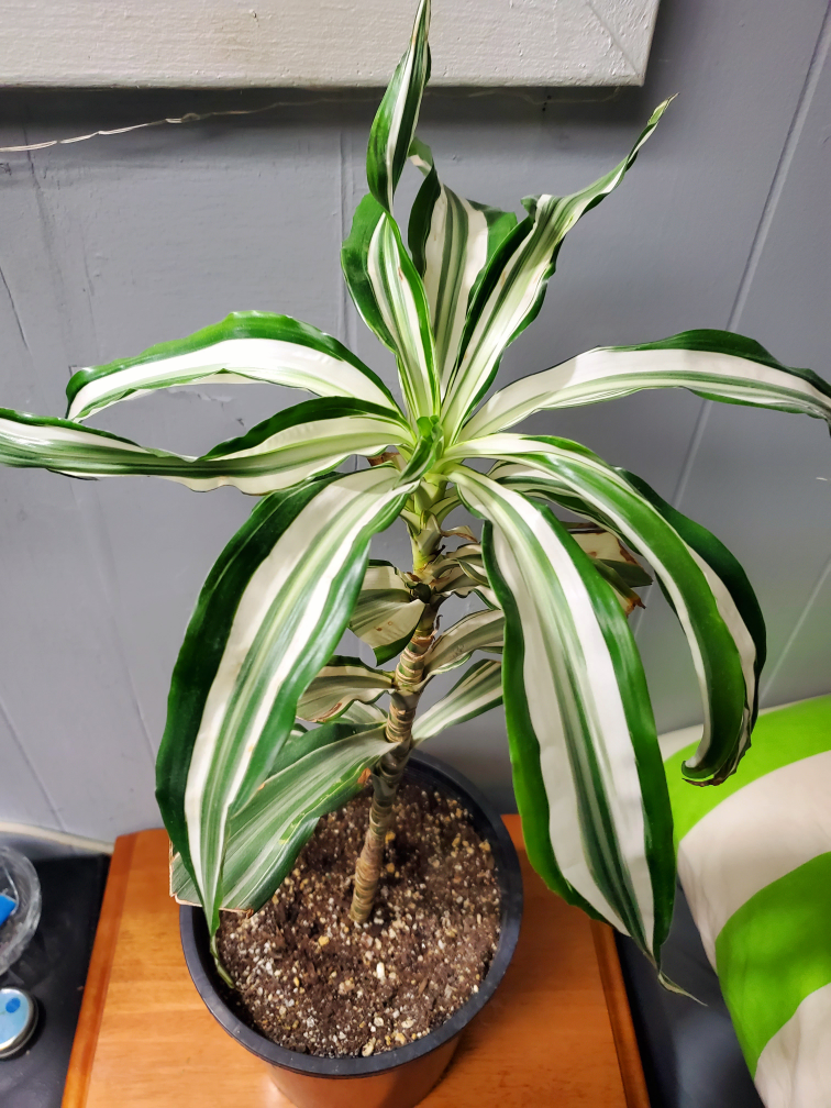 Tropical House Plants thumbnail