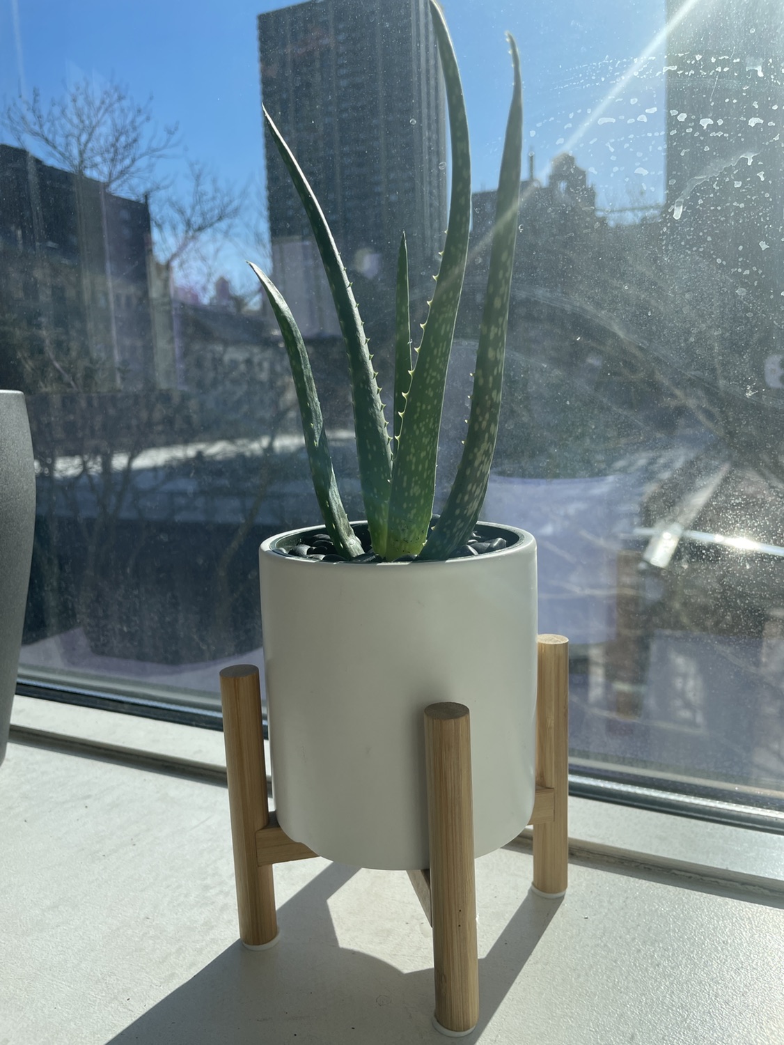 Cute aloe plant with white planter 🥕