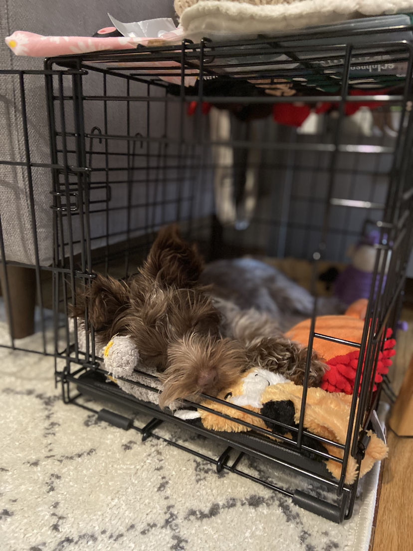 Free Dog Crate - photo 3