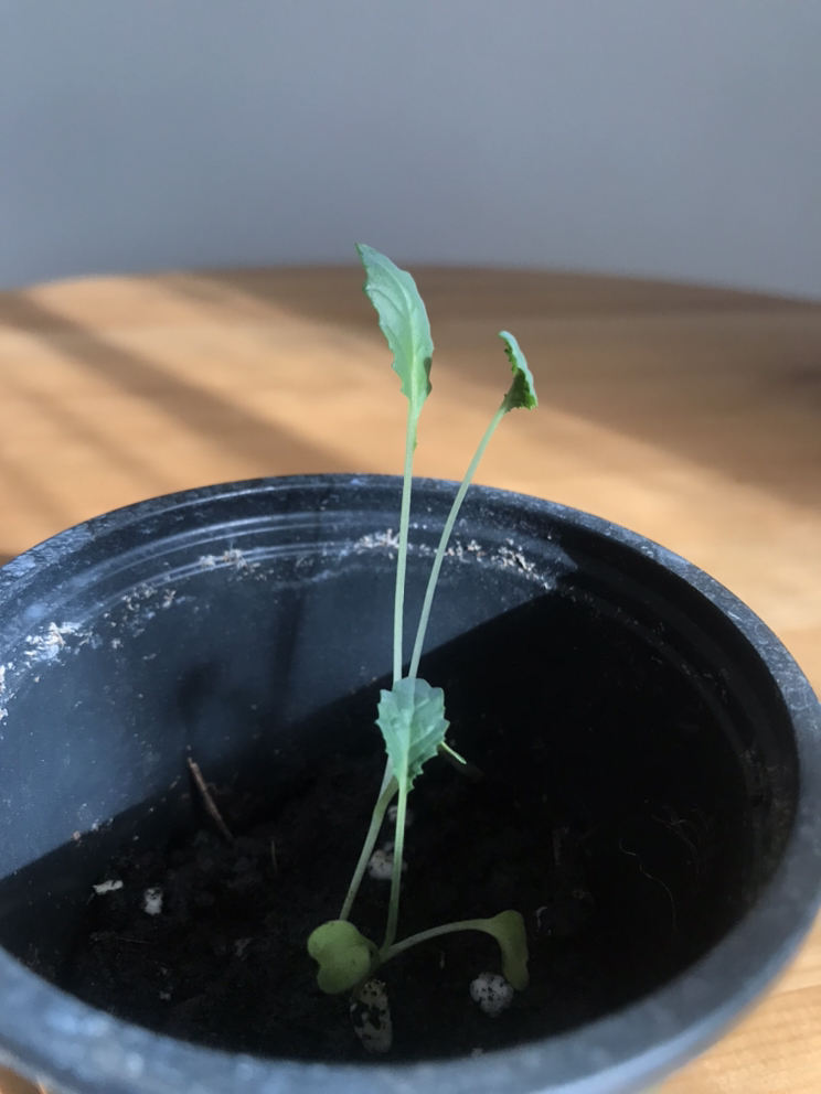 Dinosaur Kale Seedlings image indicator(2)