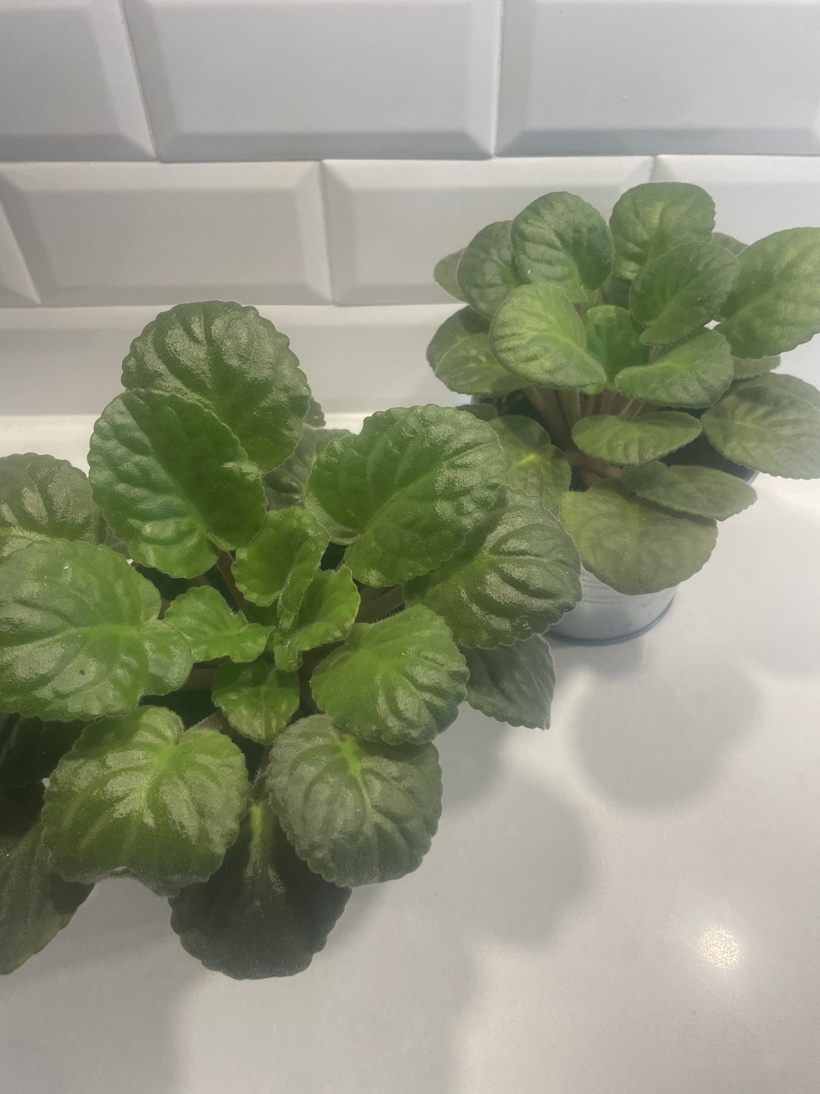 2 African violet in pot 🪴💜 image indicator(4)