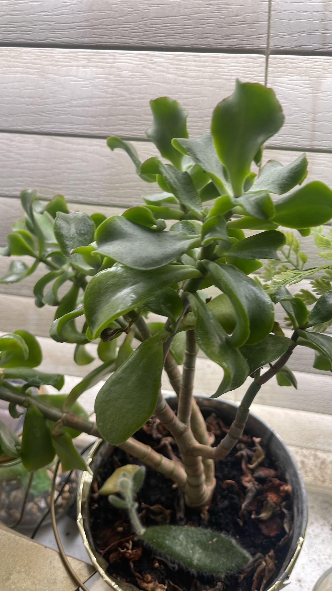 Free succulents plants - photo 3