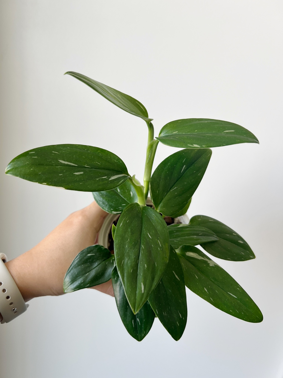Houseplant 🪴 Monstera Standleyana image indicator(2)