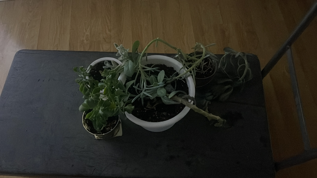Free succulents plants - photo 2