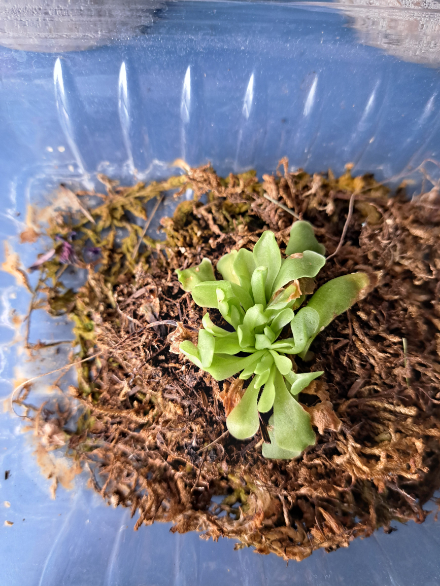 butterworts(pinguila) image indicator(6)