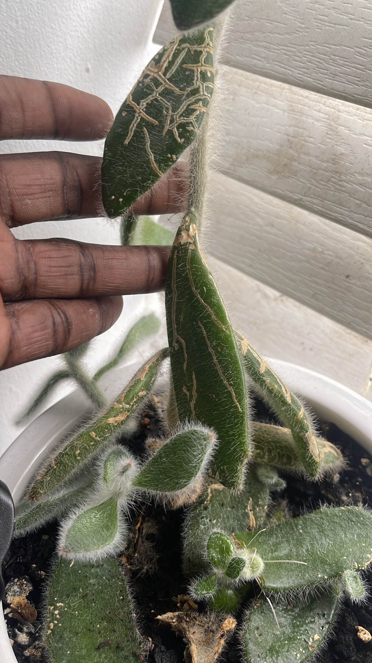 Free succulents plants - photo 5