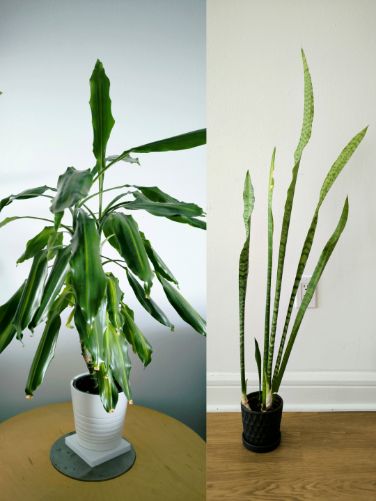 Large Snake plant and palm tree