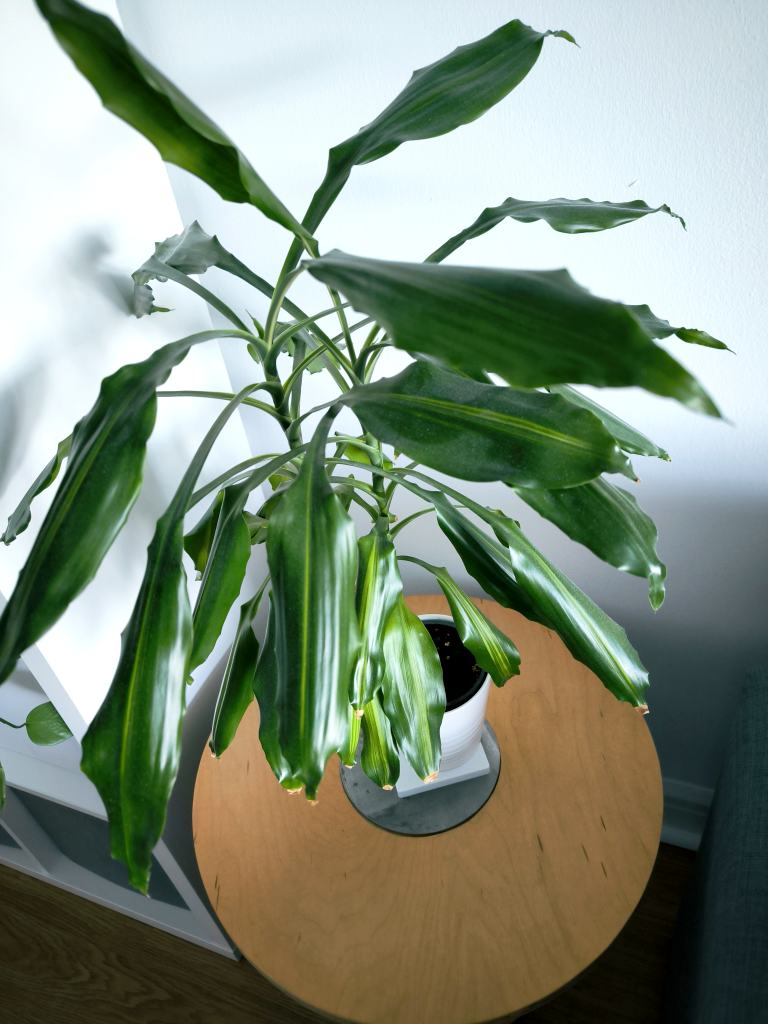 Large Snake plant and palm tree - photo 3
