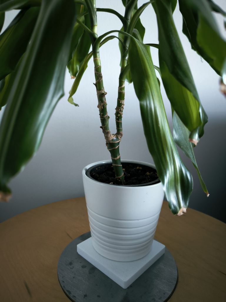 Large Snake plant and palm tree - photo 4