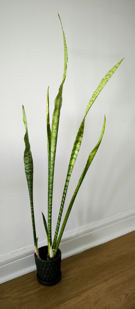 Large Snake plant and palm tree - photo 5