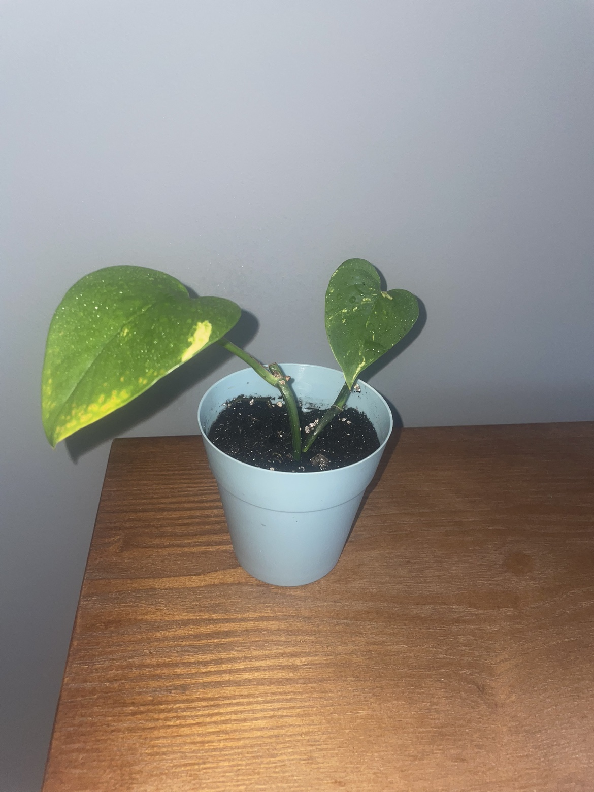 Pothos plant in pot + babies ready to plant image indicator(2)