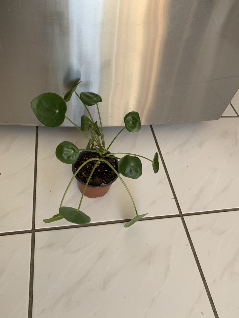 Pilea - photo 2