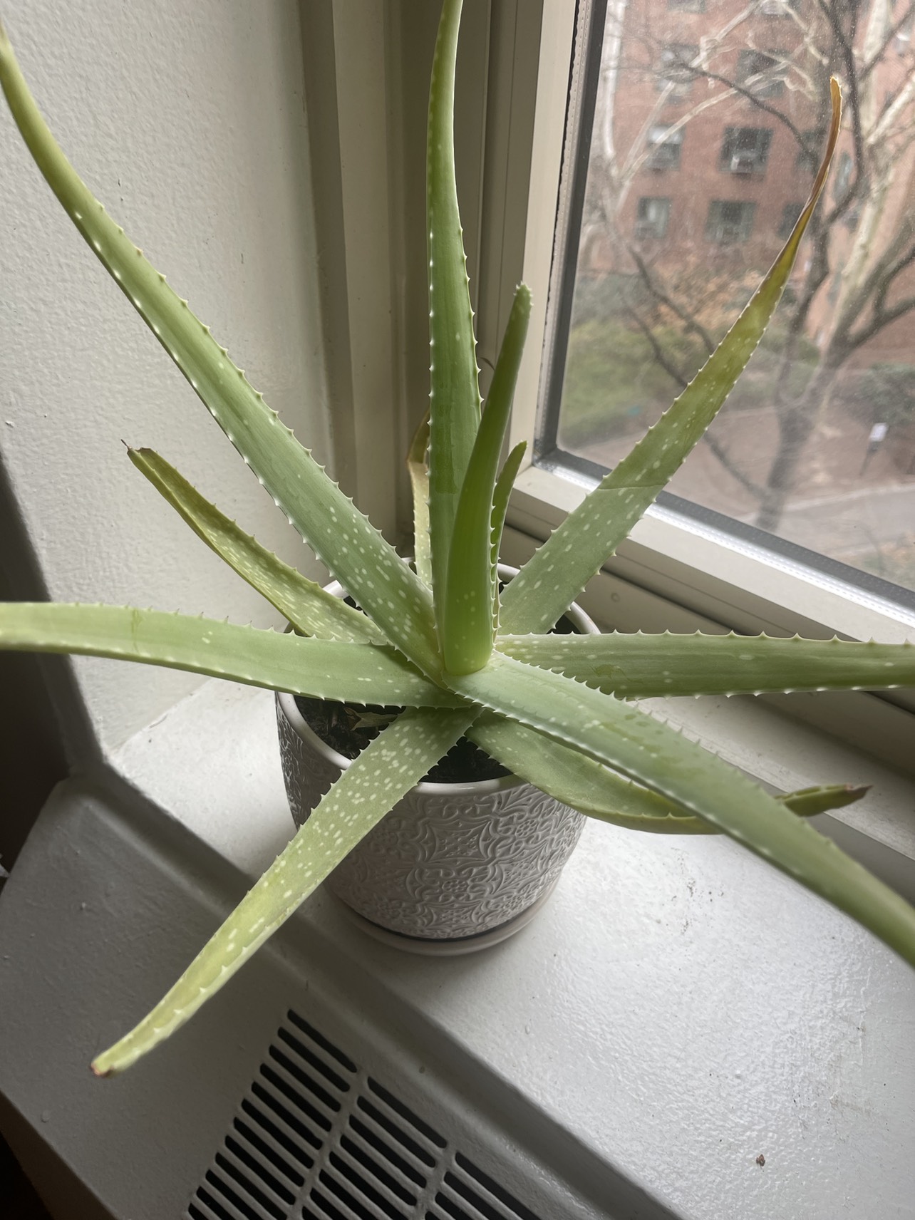 Potted Aloe Plant - photo 3