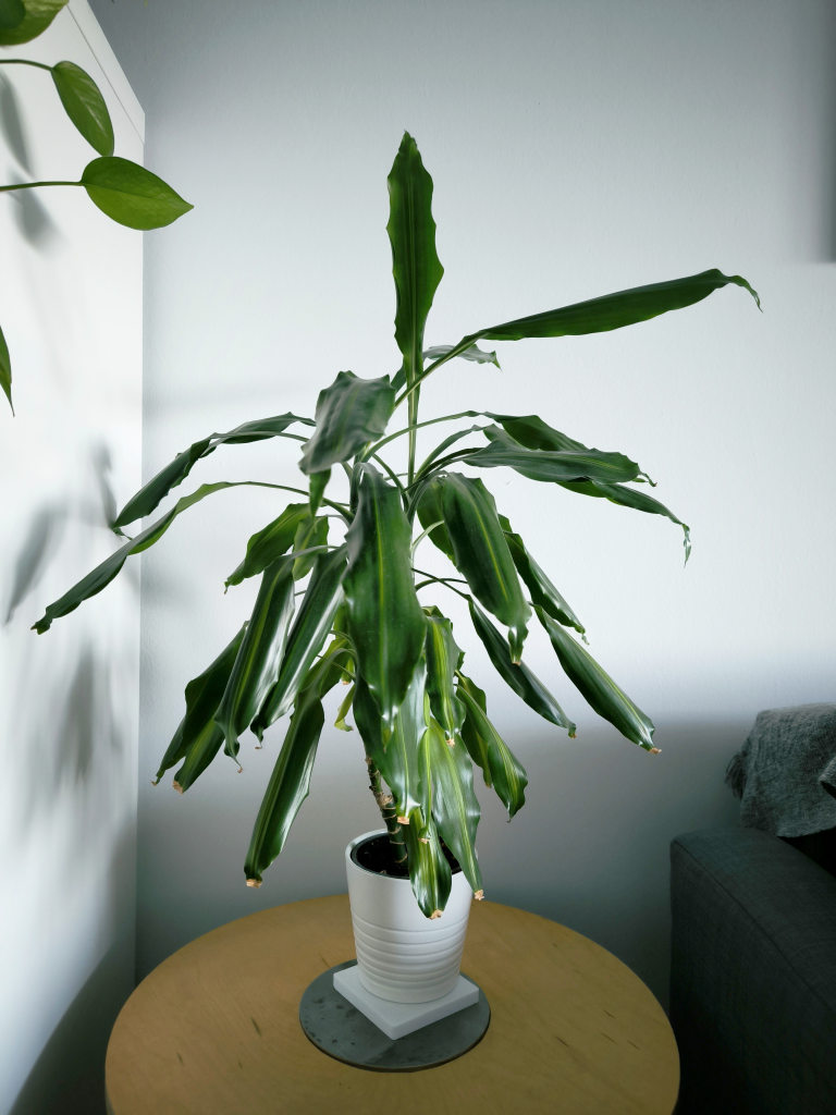 Large Snake plant and palm tree - photo 2