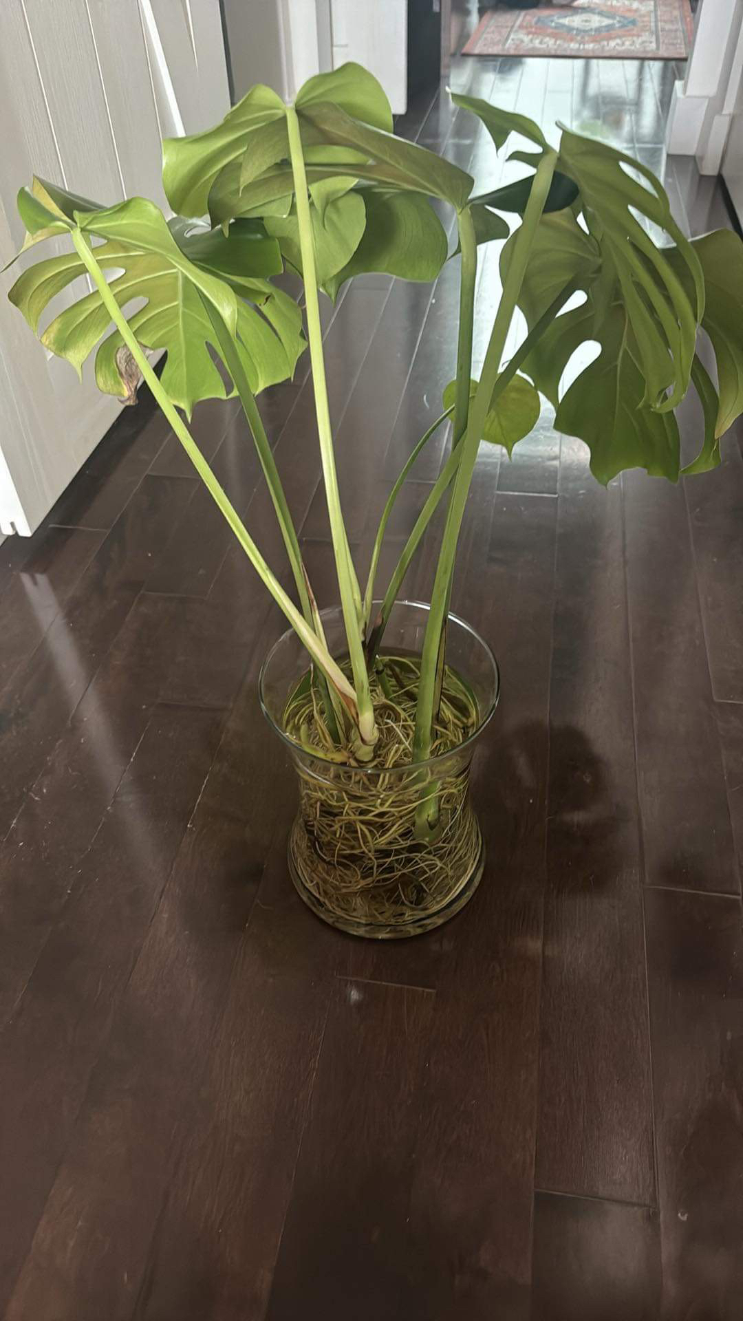 Monstera cuttings - photo 2