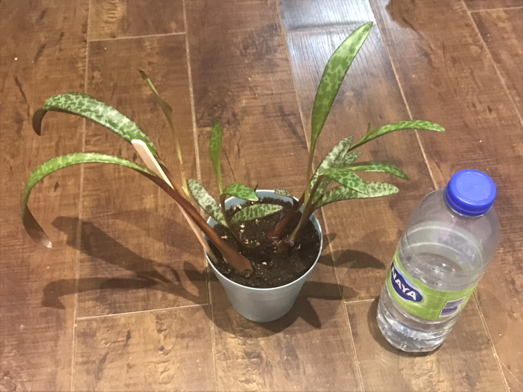 Leopard Lily Plant - photo 3