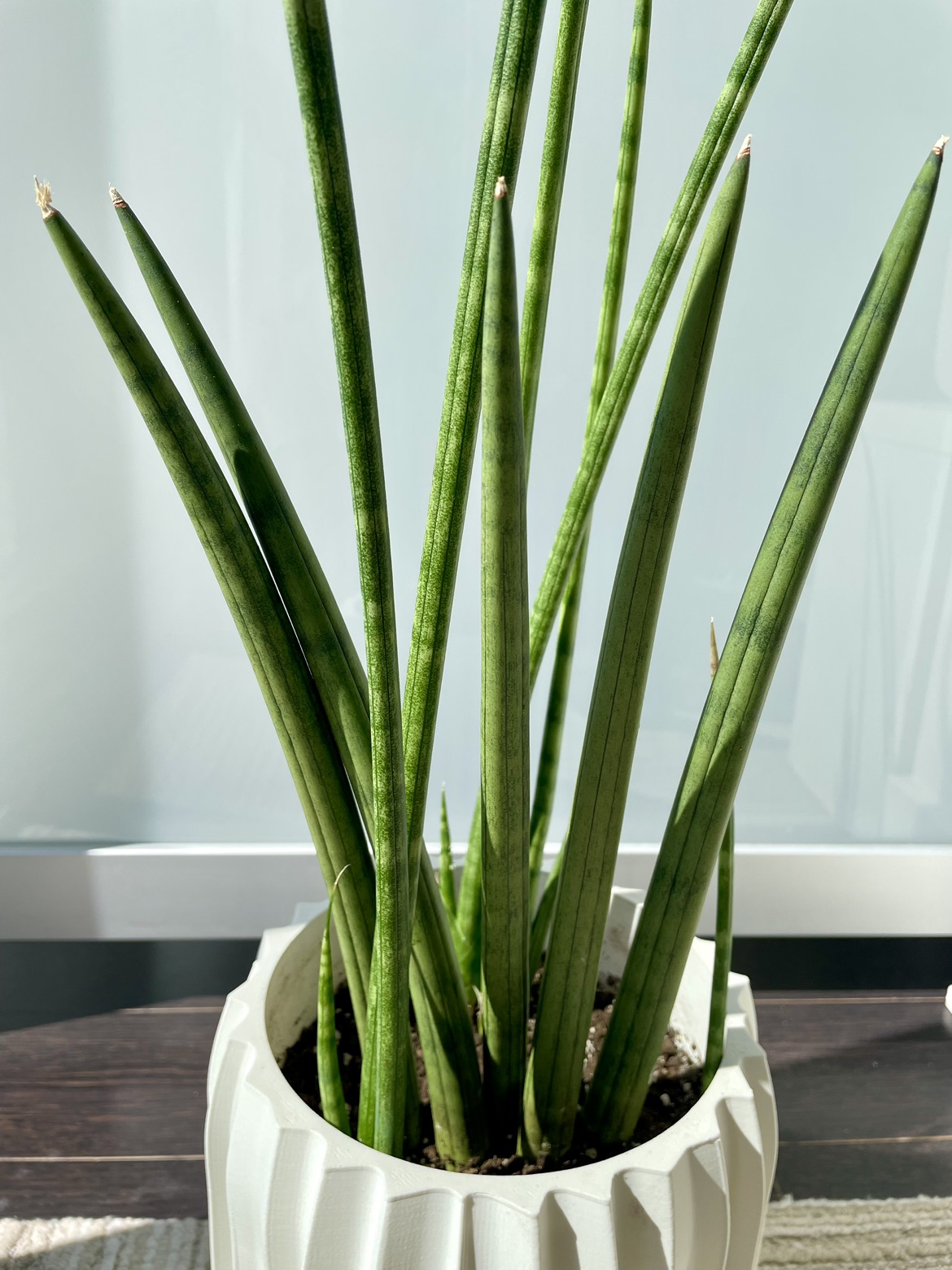 African snake plant (sansevieria cylindrical) - photo 2