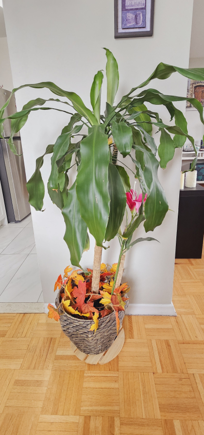 Dracaena Massangeana Mass Cane, Staggered Corn Pla