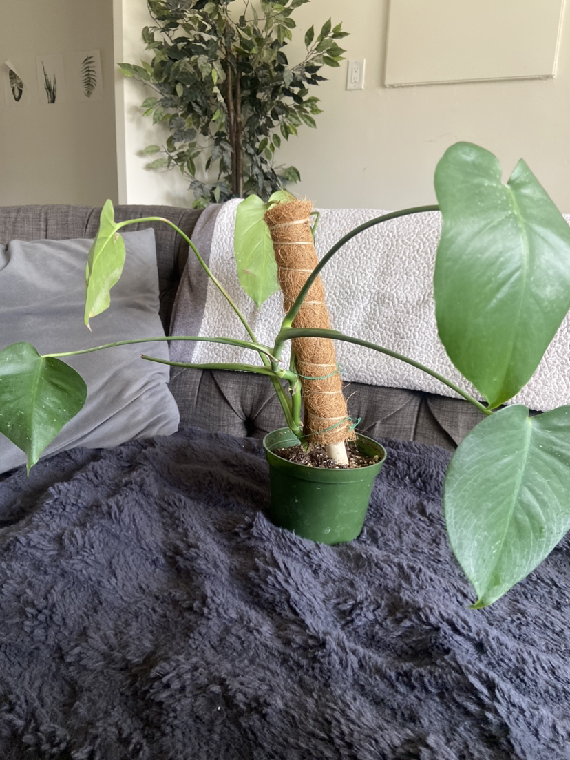 Monstera Plant thumbnail