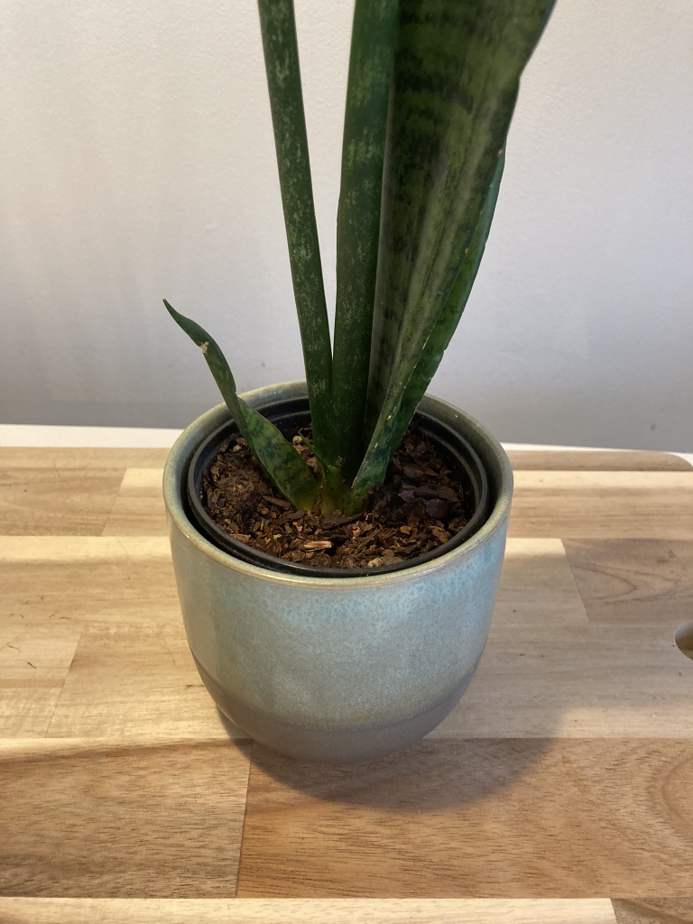 Sansevieria (Snake plant) in small ceramic pot - photo 2