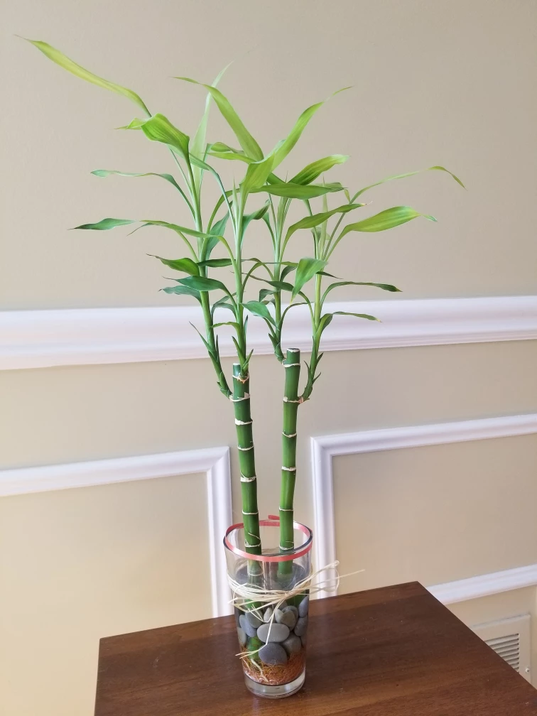 Two 24 Inch Lucky Bamboo thumbnail