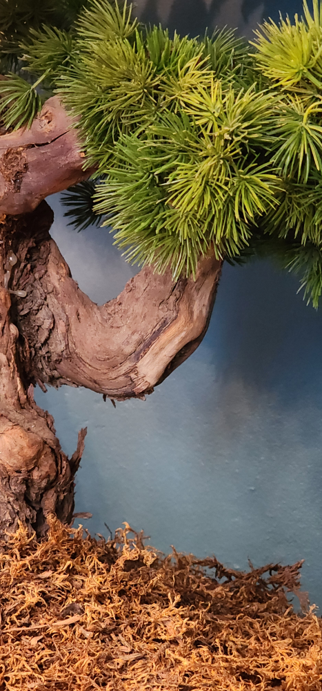 Bonsai tree - photo 5