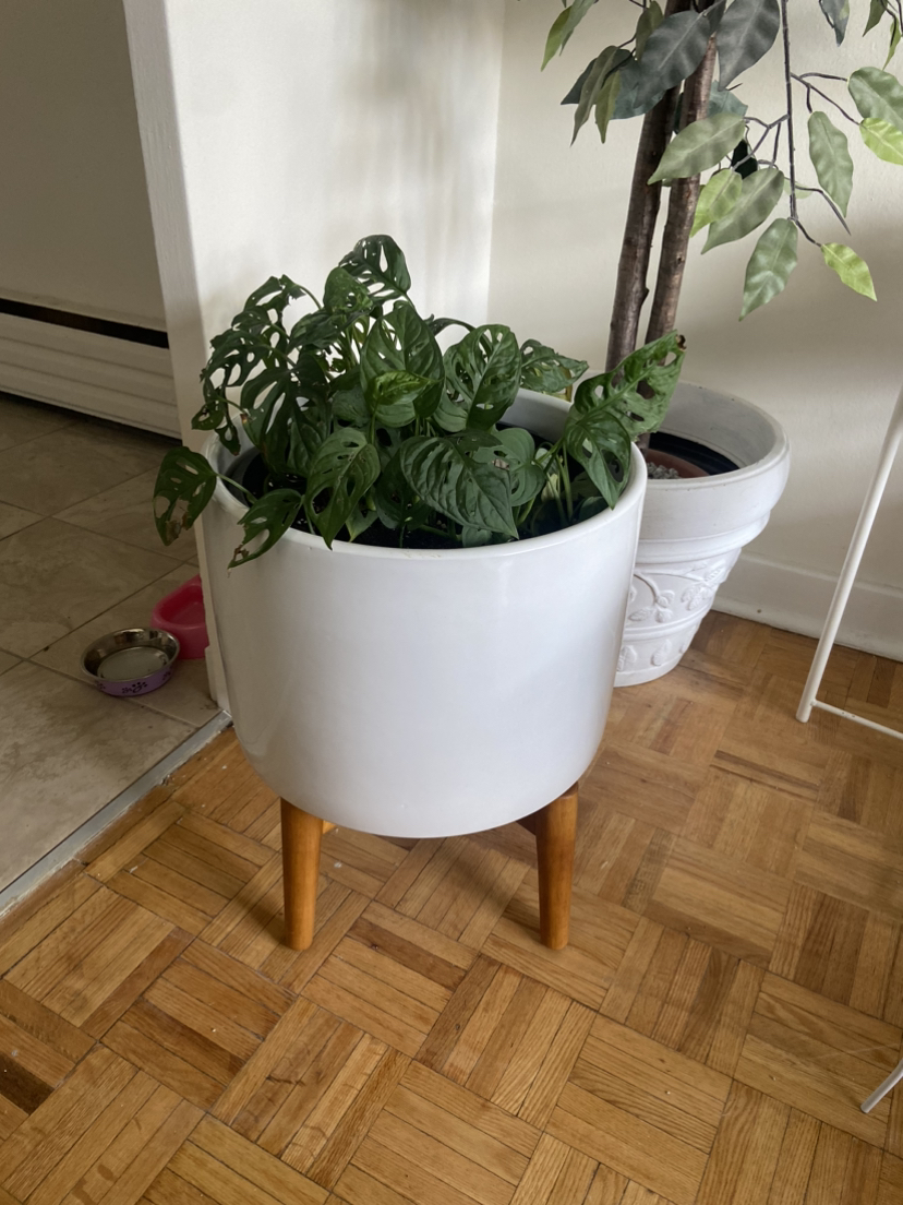 Monstera Plant + Ceramic Plant Pot with stand thumbnail