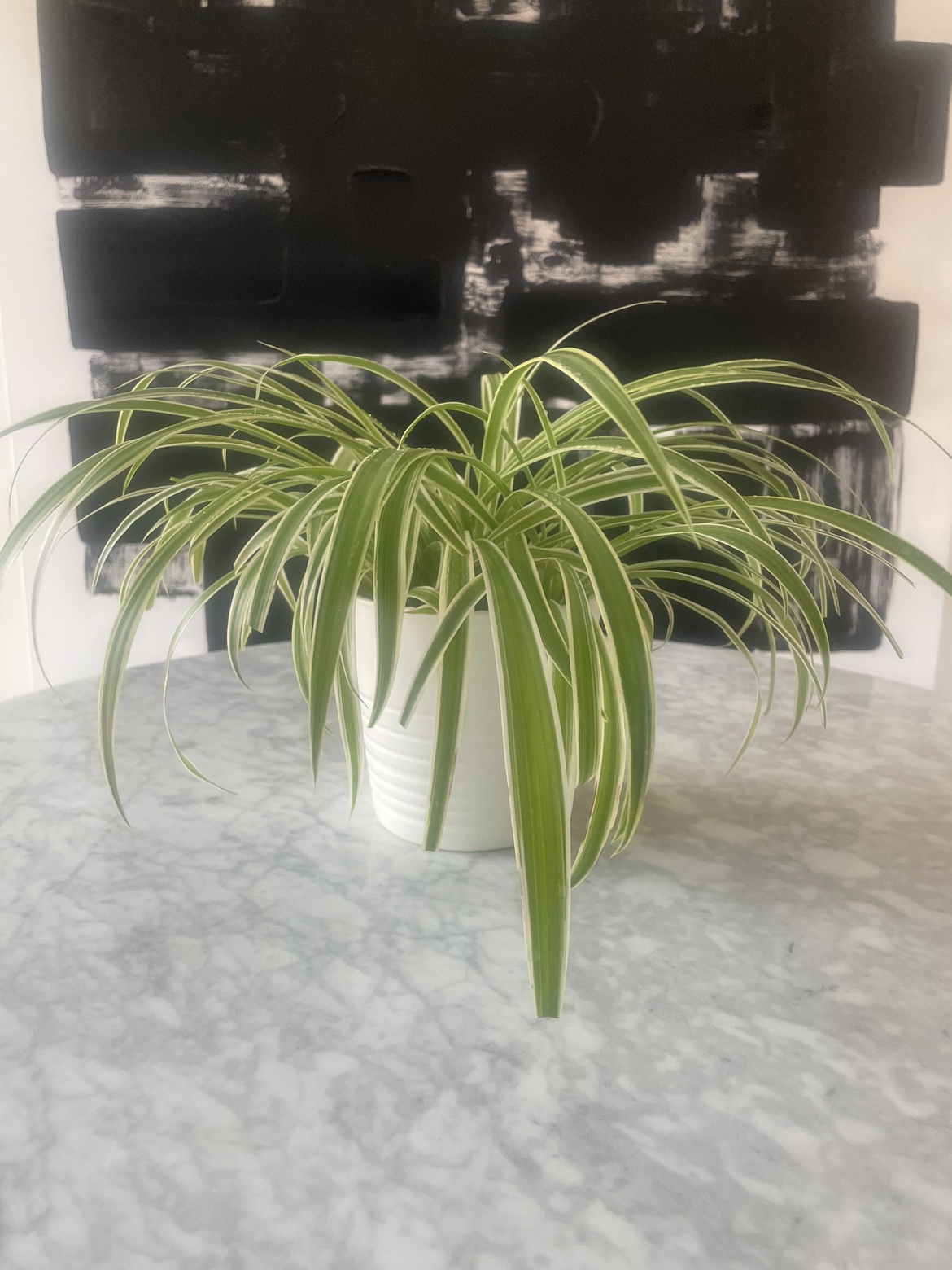 Beautiful spider plant in pot 🌱🪴 image indicator(3)