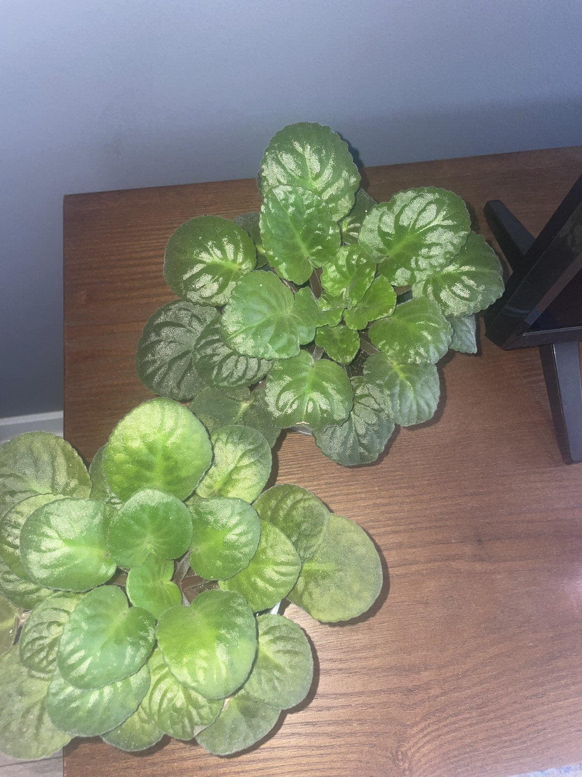 2 African violet in pot 🪴💜 image indicator(3)