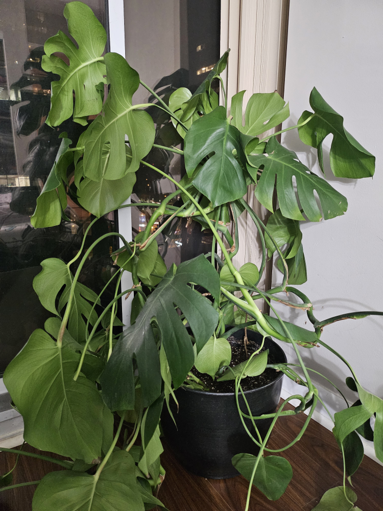 monstera deliciosa indoor large plant with pot
