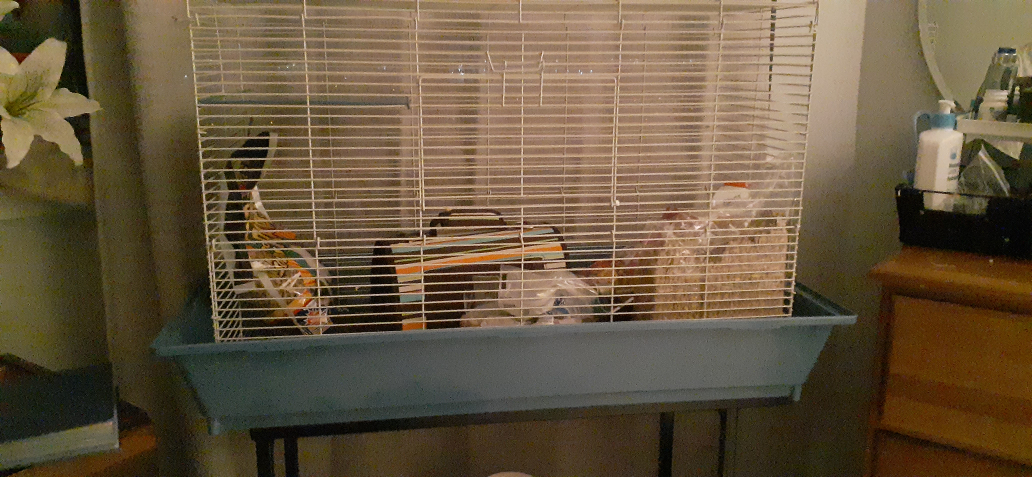 rat cage