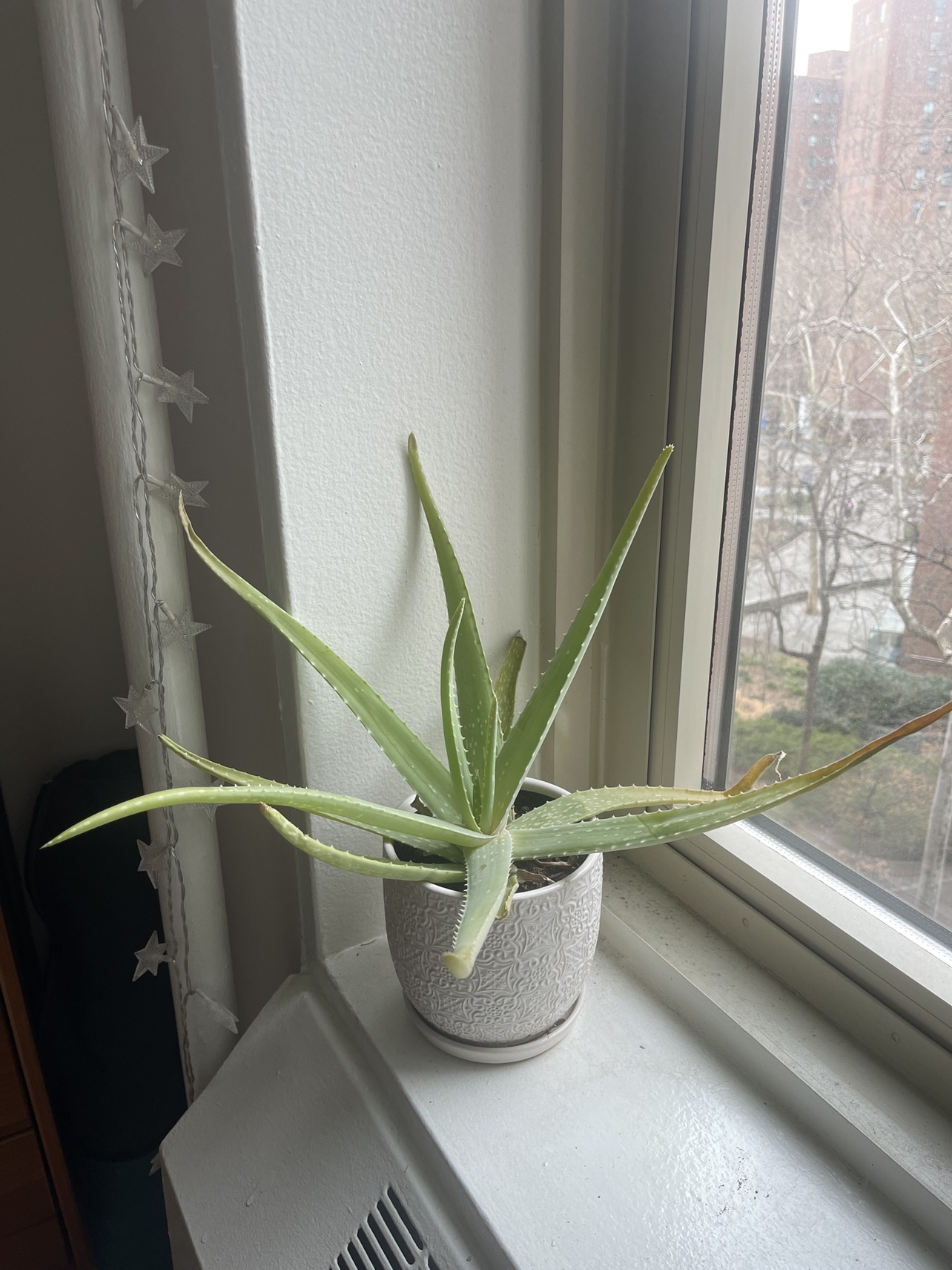 Potted Aloe Plant