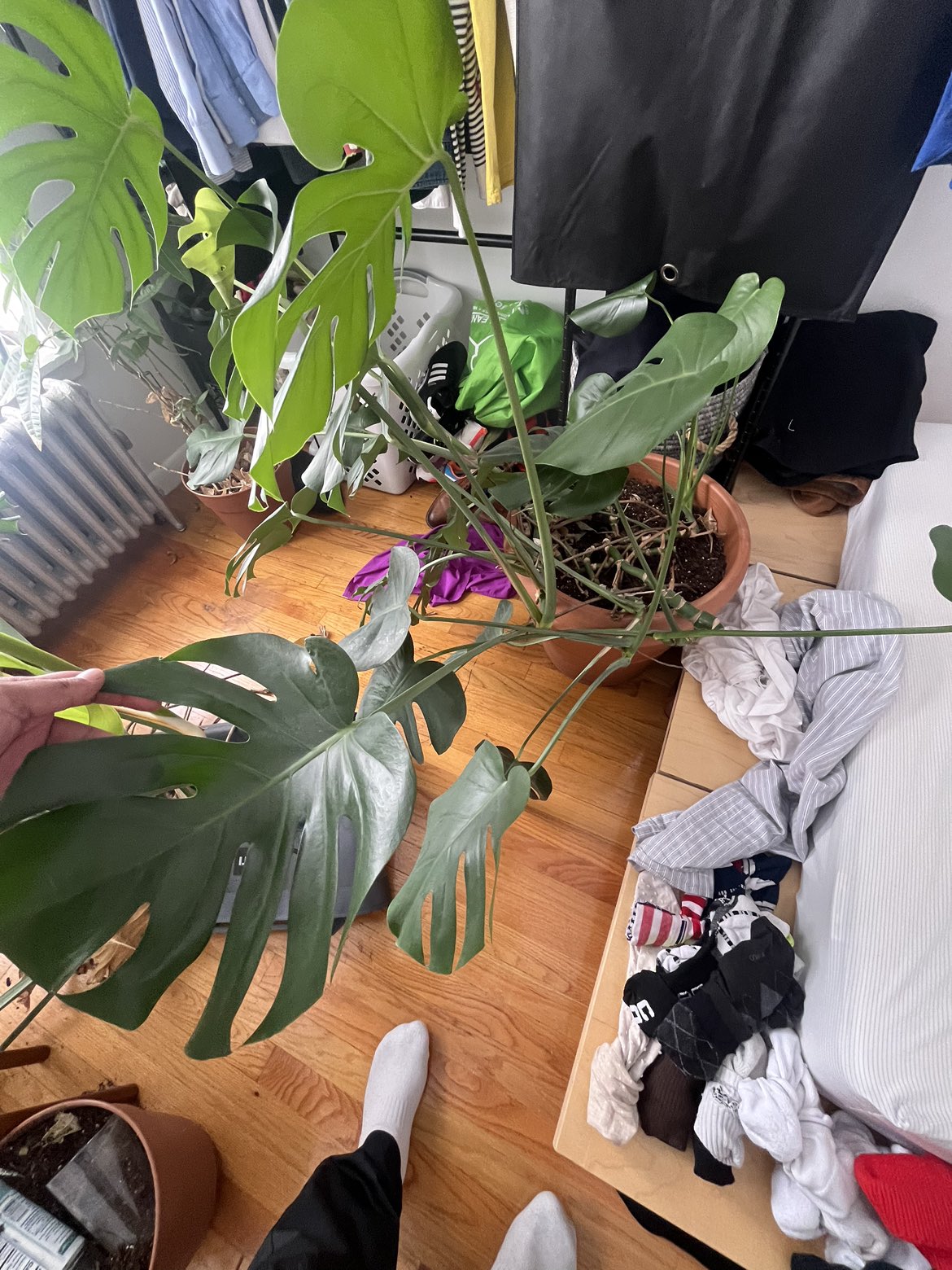 Huge Monstera - photo 4