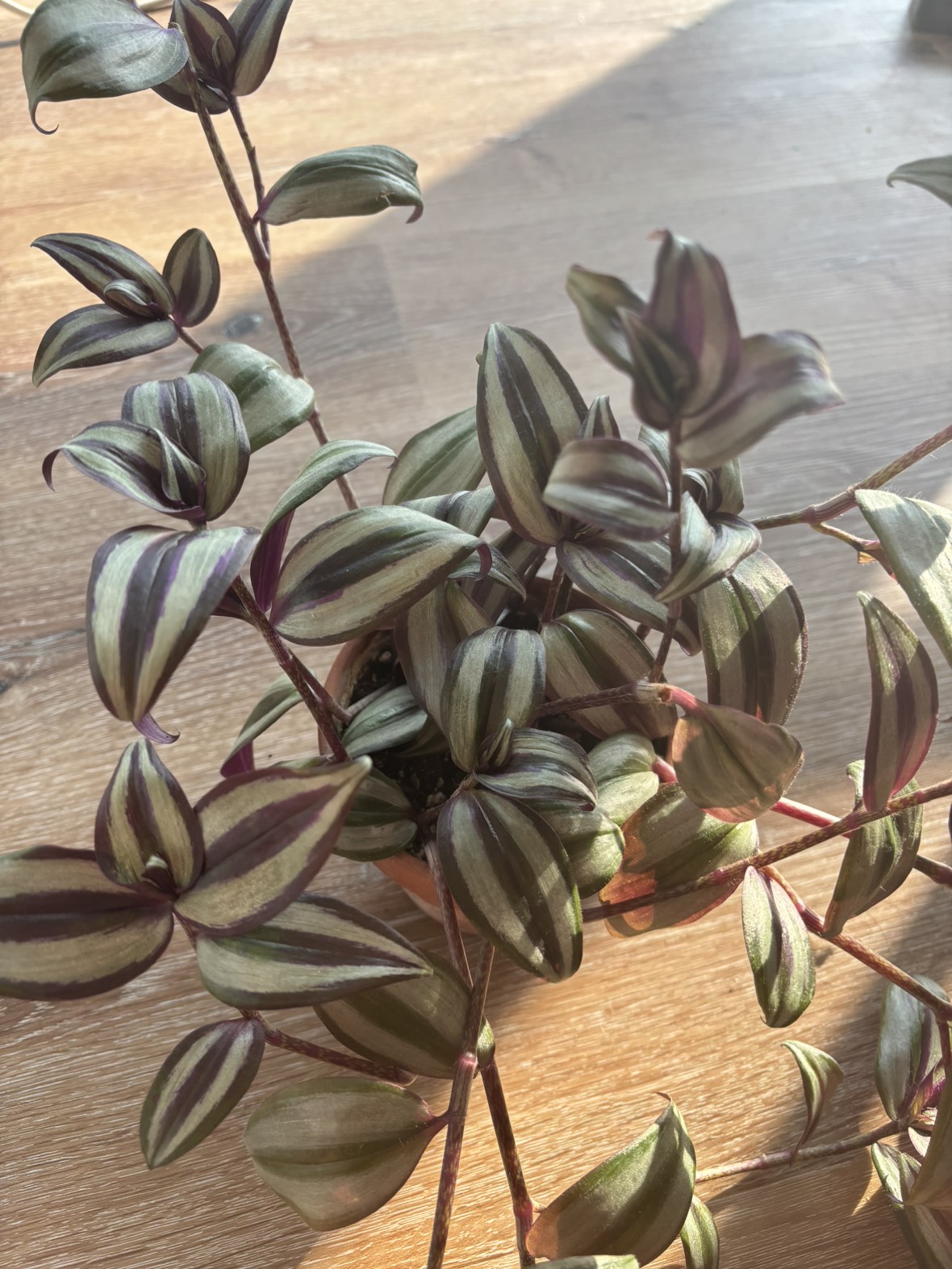 Zebrina Tradescantia Plant thumbnail