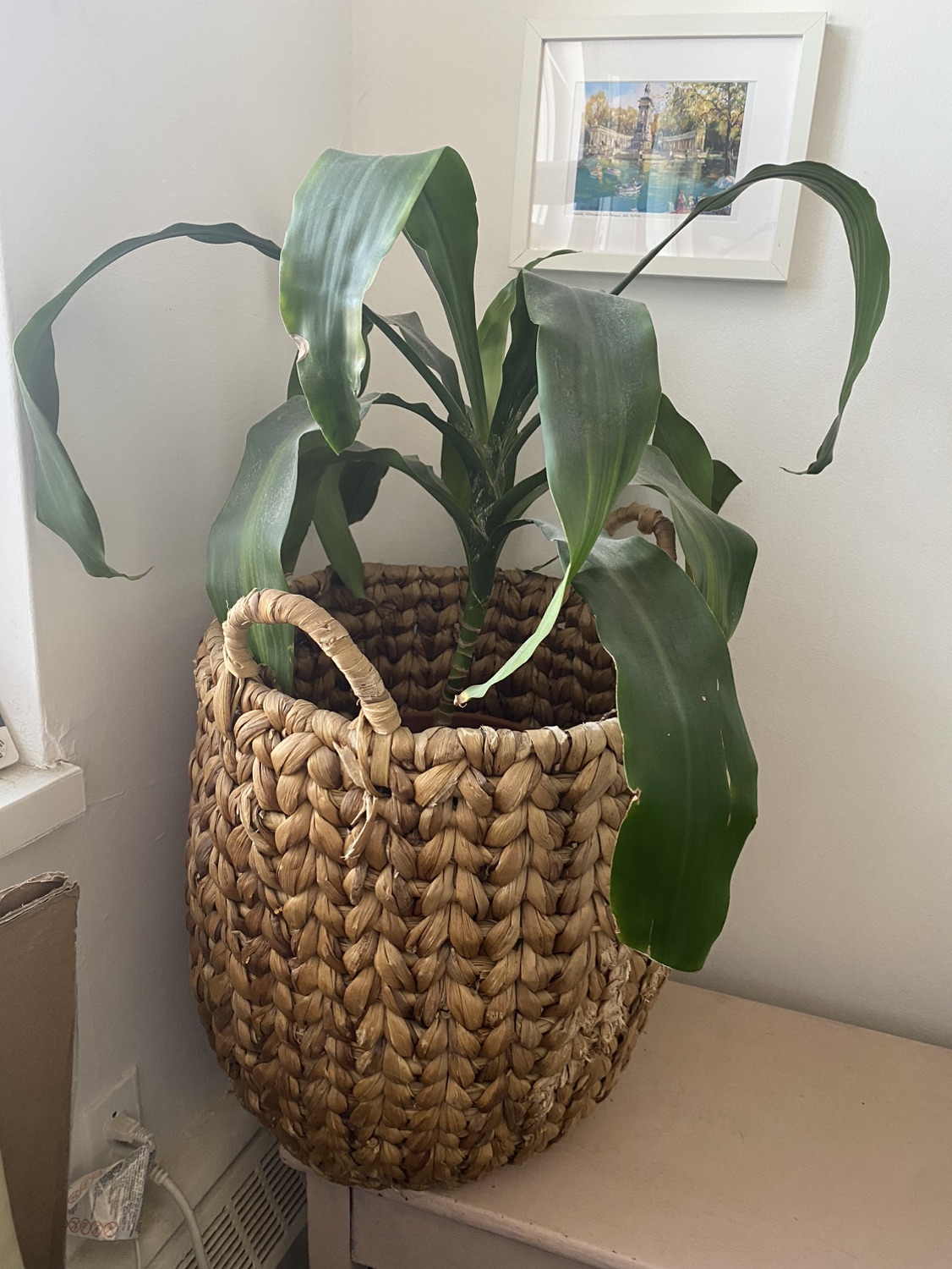 Plant in wicker basket - photo 2