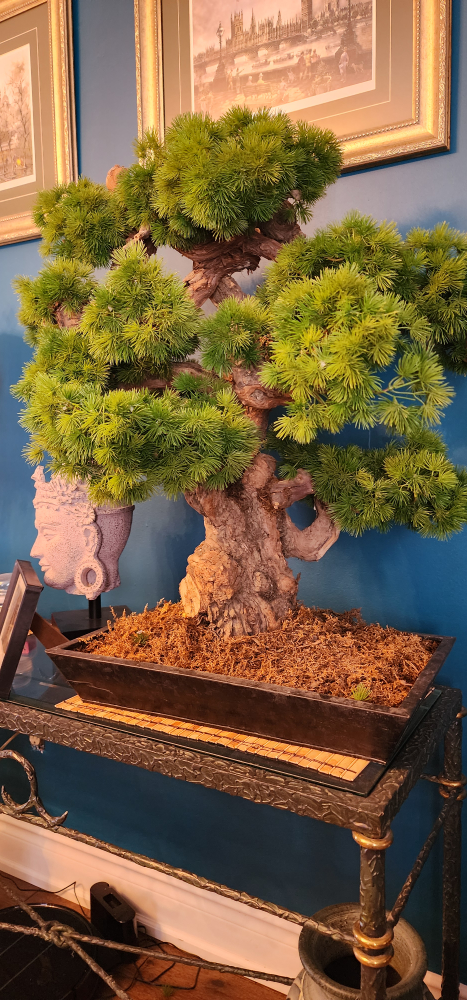 Bonsai tree