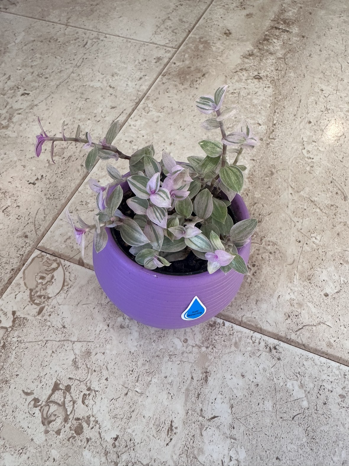 Callisia Reopens Pink Lady Plant, succulents