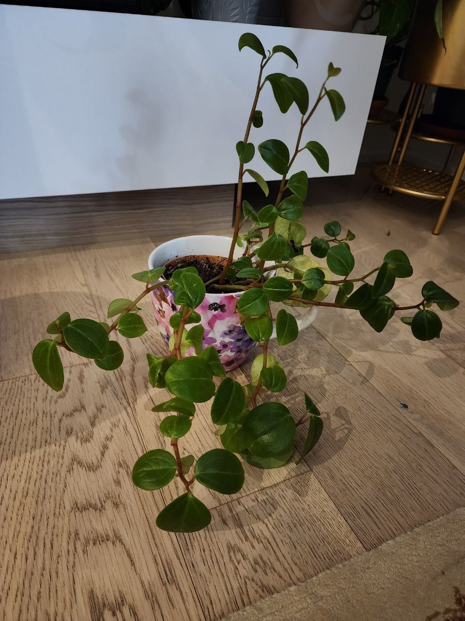 Peperomia plant image indicator(3)