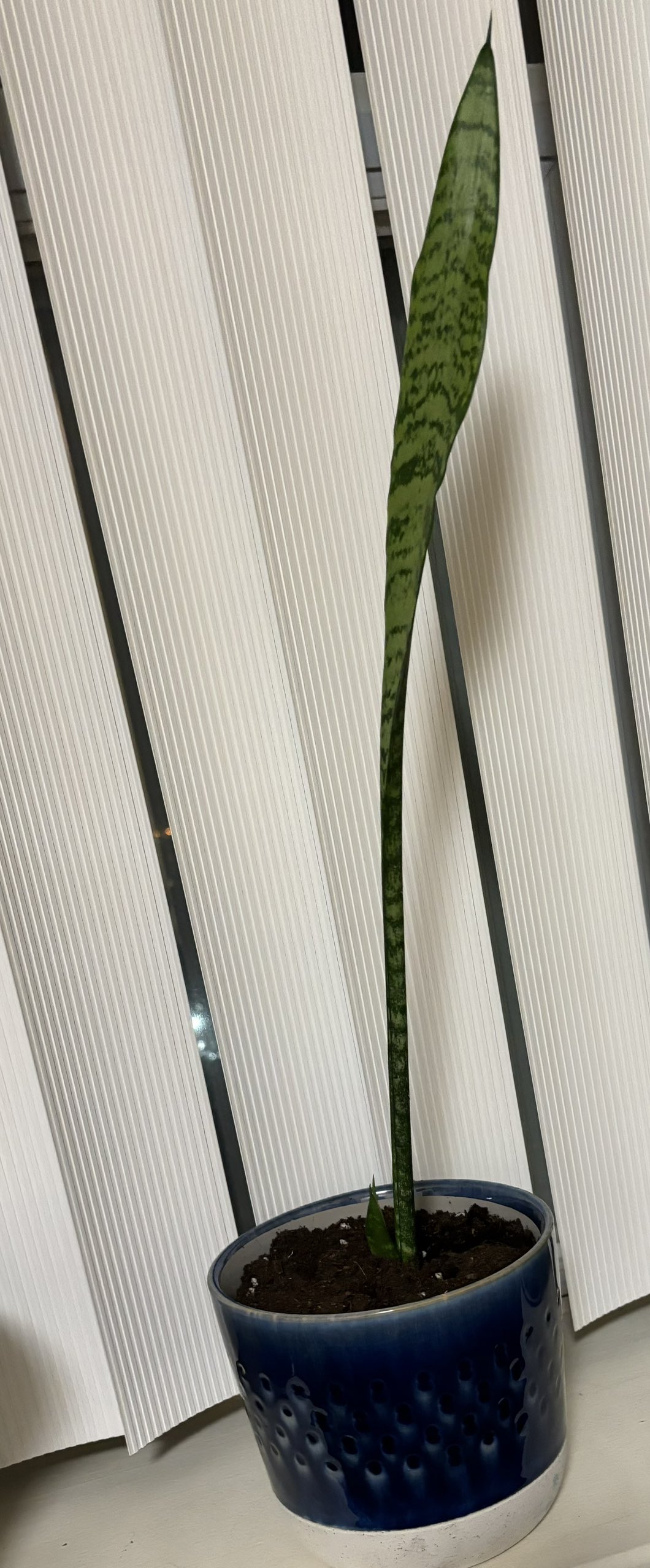 Snake plant