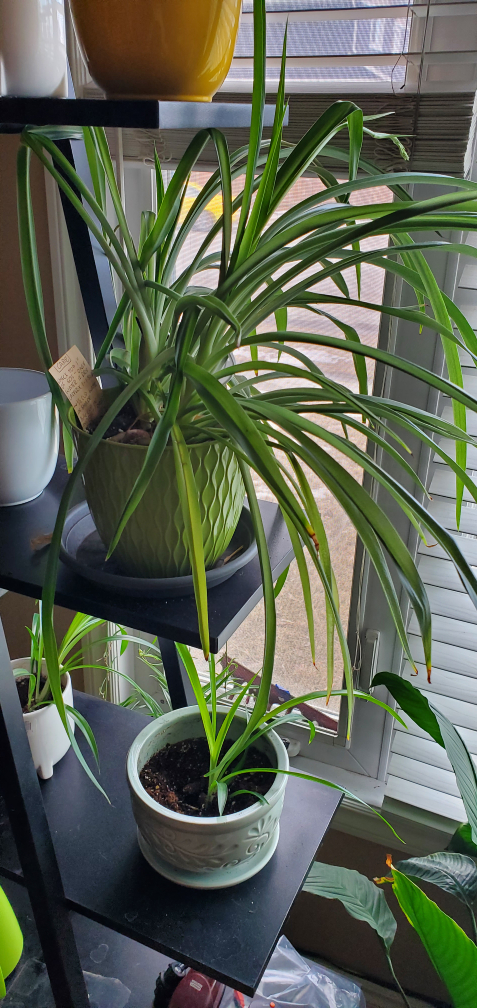 spider plants (twins) - photo 2