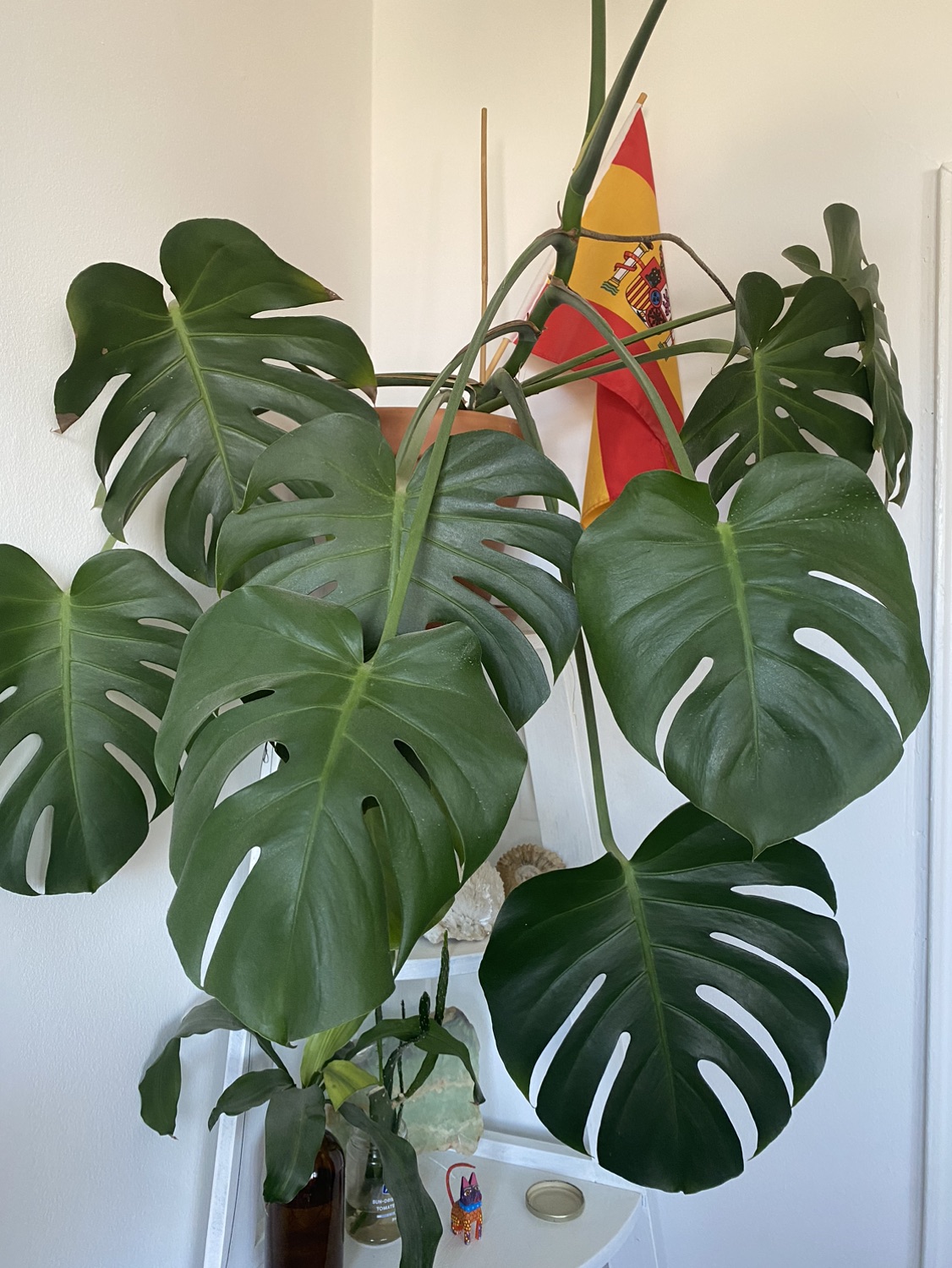 monstera plant large