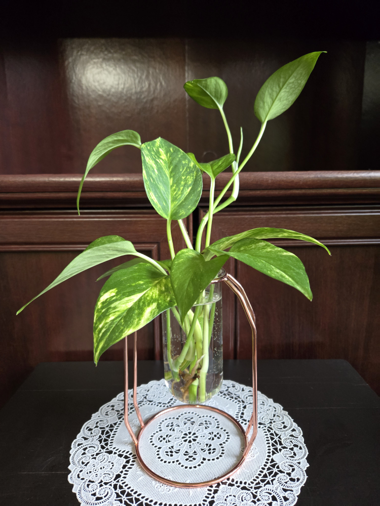 Golden pothos thumbnail