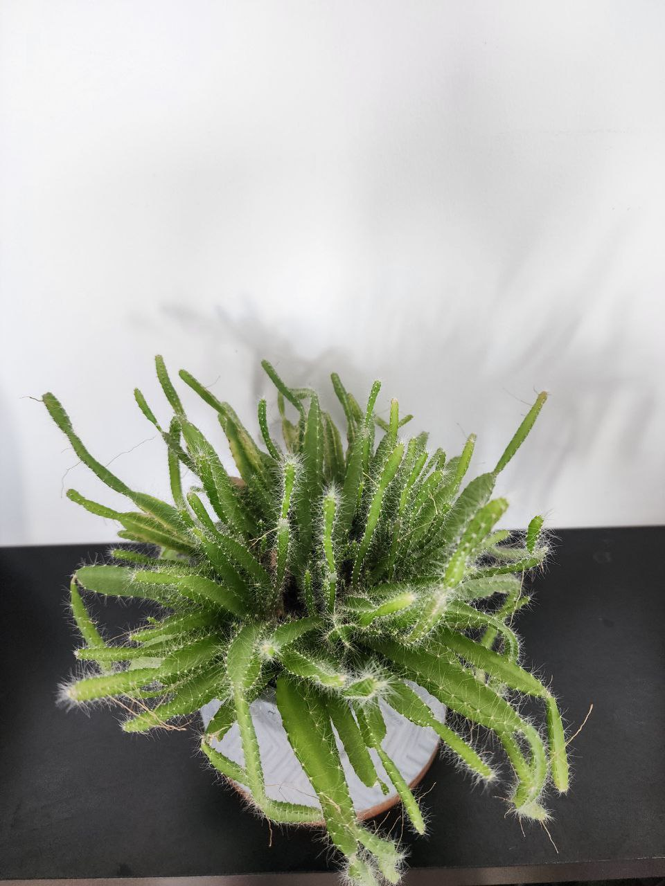 Cactus Dragonfruit image indicator(3)