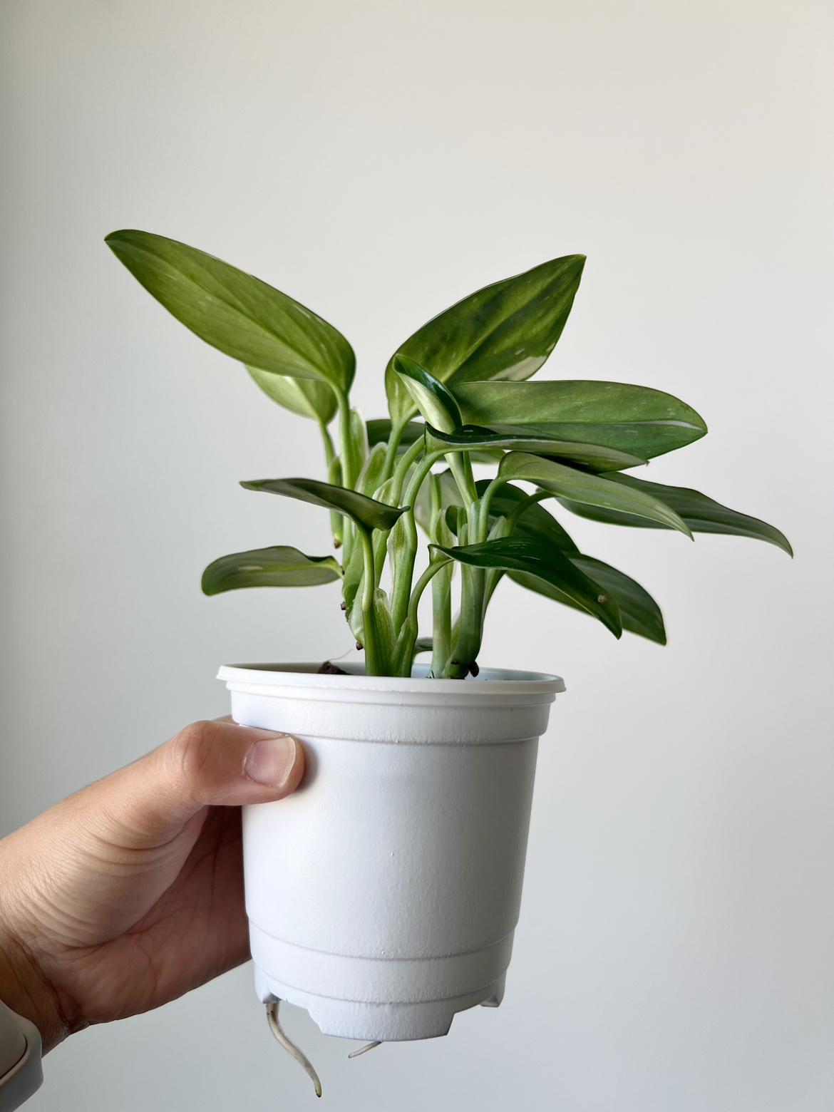 Houseplant 🪴 Monstera Standleyana image indicator(5)
