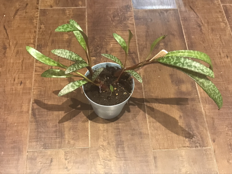 Leopard Lily Plant - photo 2