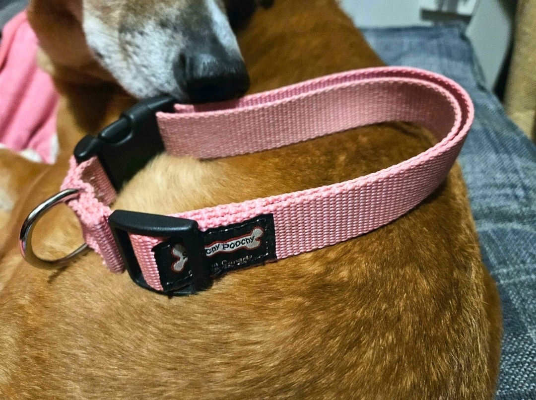 NEW Smoochy Poochy nylon breakaway collar