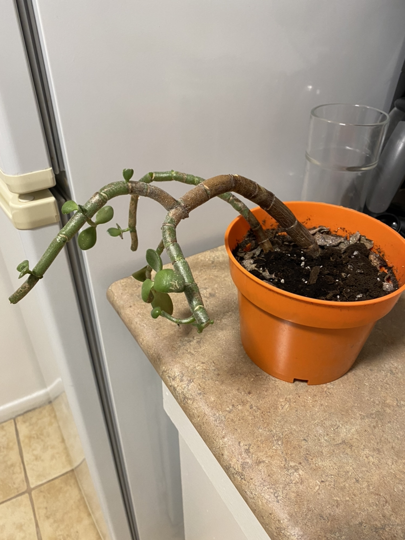 Jade plant thumbnail