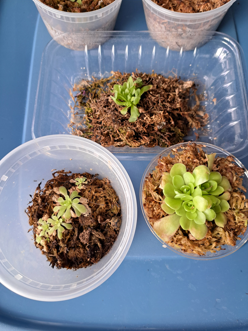 butterworts(pinguila) image indicator(2)