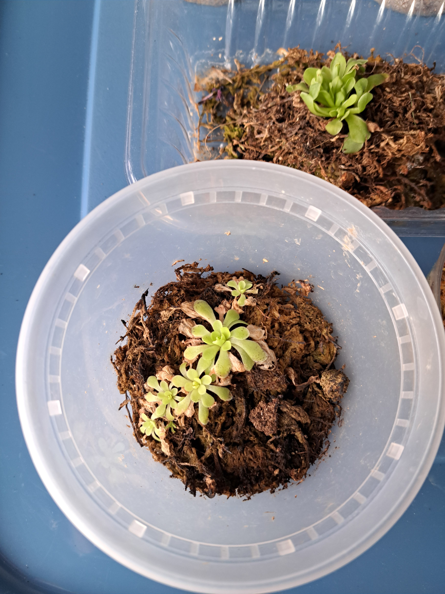 butterworts(pinguila) image indicator(3)