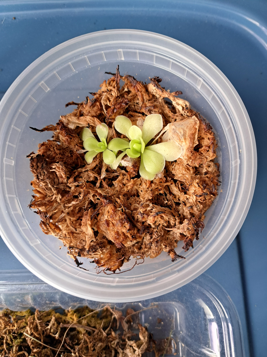 butterworts(pinguila) image indicator(5)